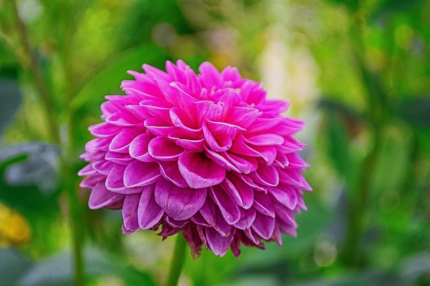 георгин, цветок, фиолетовый цветок, лепестки, фиолетовые лепестки, цветение, Флора, растения, сад