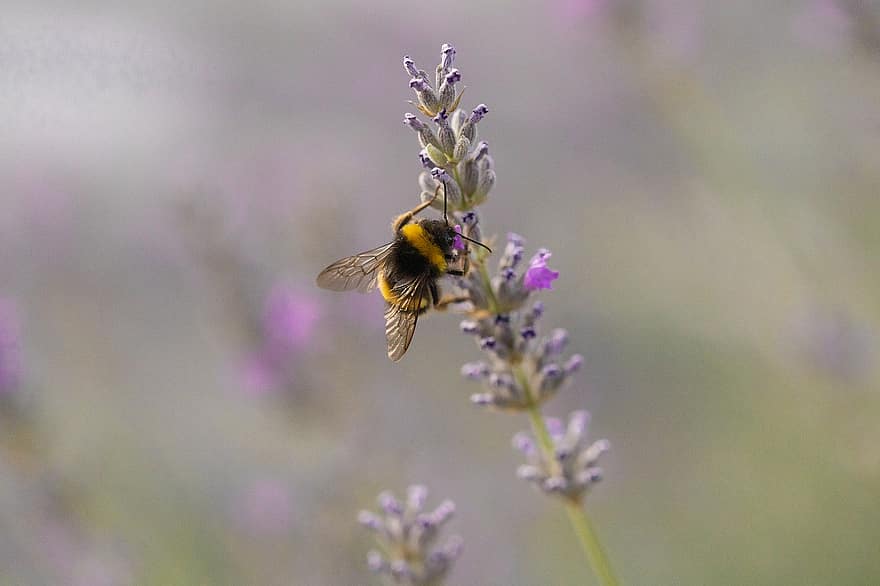 abeille, lavande, la nature, insectes, ailes, insecte, pollen, profil, fleur, pollinisateurs, champ