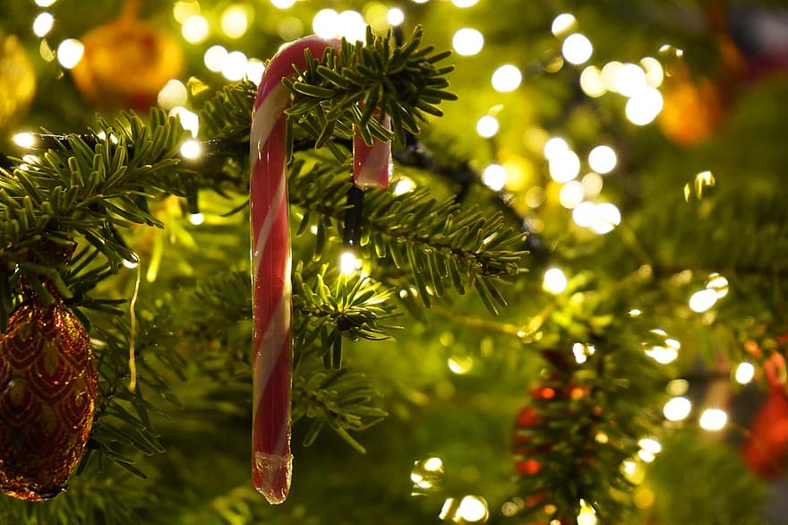 Christmas Tree, Candy Cane, Needles, Fairy Lights, Christmas