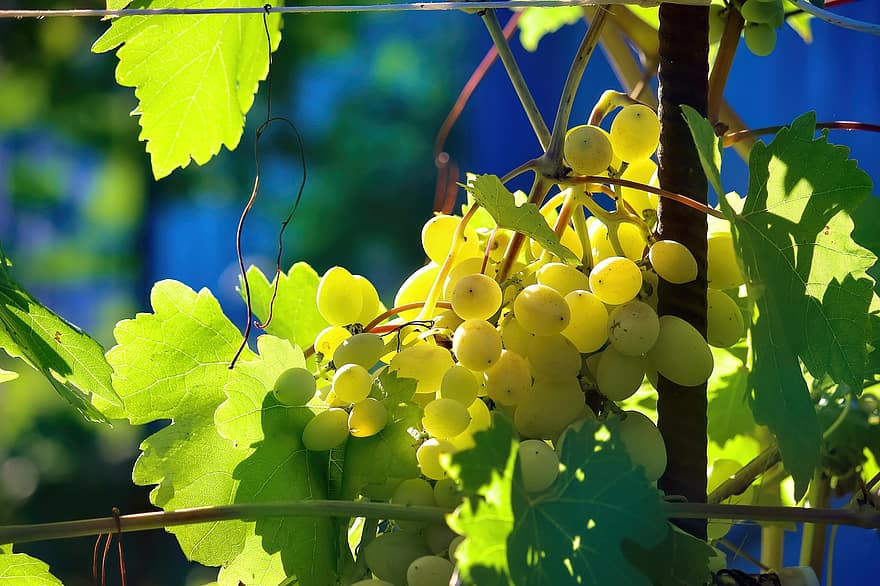 winogrona, wino, roślina, owoc, jedzenie, białe winogrona, winorośl, odchodzi, uprawa winorośli, uprawa, dojrzały