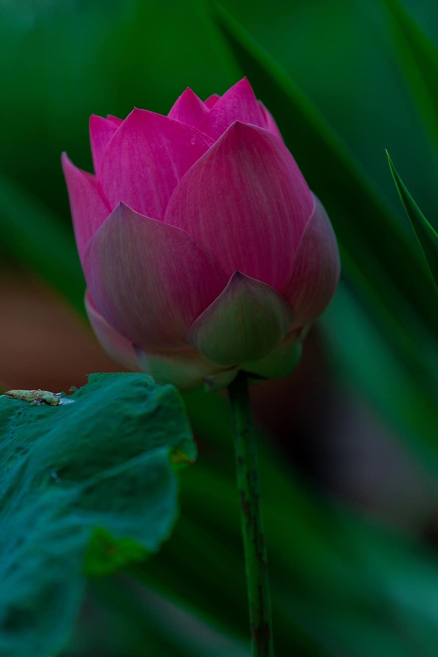flor, lotus, pètals