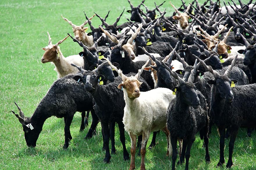 cừu, chăn nuôi, bầy đàn, hungary, chăn thả, đồng cỏ, nông trại