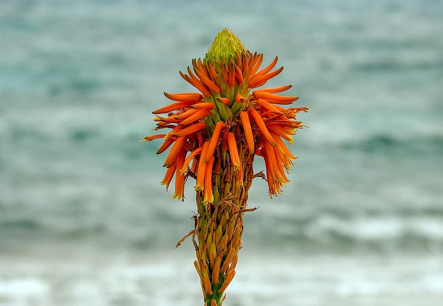 Aloe Vera, çiçek, bitki, Turuncu çicek, Çiçek açmak, sahil, doğa, kapatmak