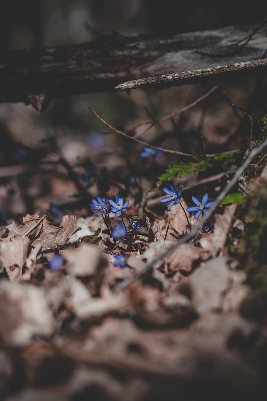 gėlė, bluebell, flora, miškas, pobūdį, Iš arti, lapai, medis, augalų, žalia spalva, ruduo