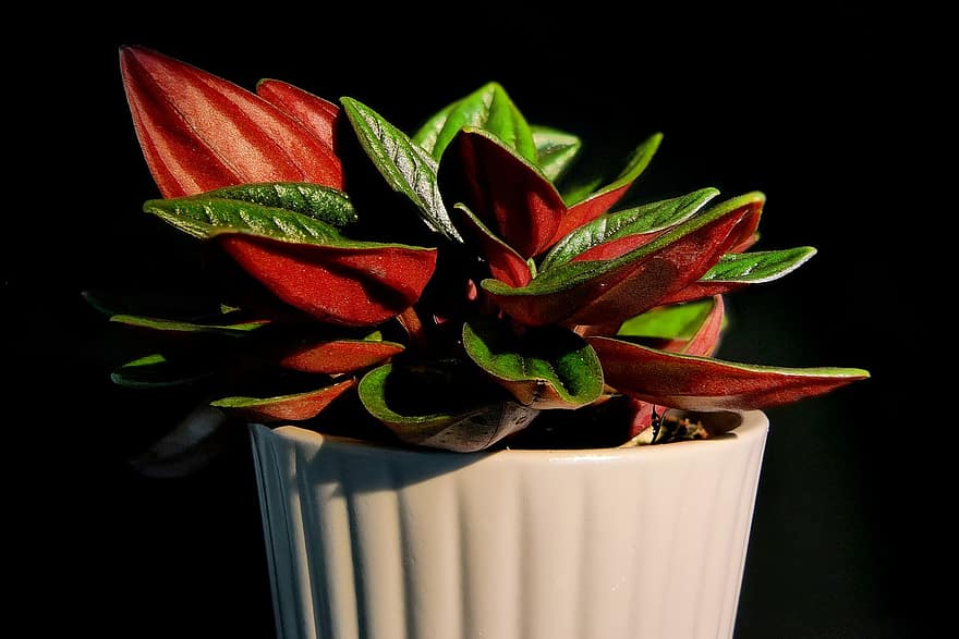 Plant, Pot, Leaves, Flowerpot, Potted Plant, Indoor Plant, Gardening, Nature, Close Up