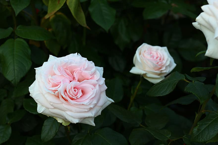 rosas, las flores, rosas blancas, Flores blancas, pétalos, pétalos blancos, floración, flor, flora, naturaleza
