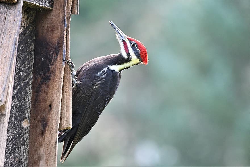 Pileated Woodpecker, Bird, Wood, Woodpecker, Animal, Wildlife, Wild Bird, Feathers, Plumage, Beak, Bill