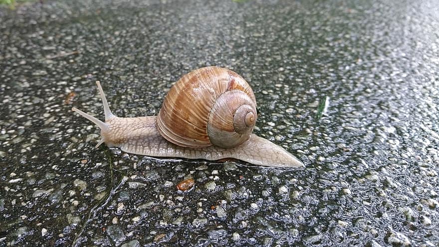 Snail, Mollusk, Shell, Asphalt, Ground, Slow, Crawl, Cross, Road