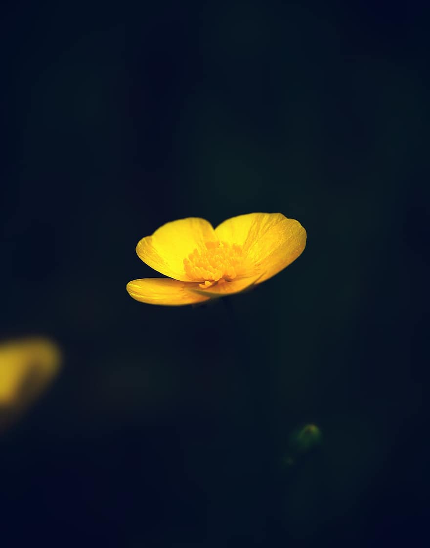Buttercup, Flower, Plant, Yellow Flower, Petals, Bloom, Nature, Macro, Closeup, yellow, close-up