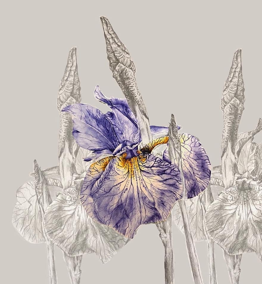 iris, bunga, menanam, bunga ungu, iris siberia, iris sibirica, berkembang, mekar, botani, alam