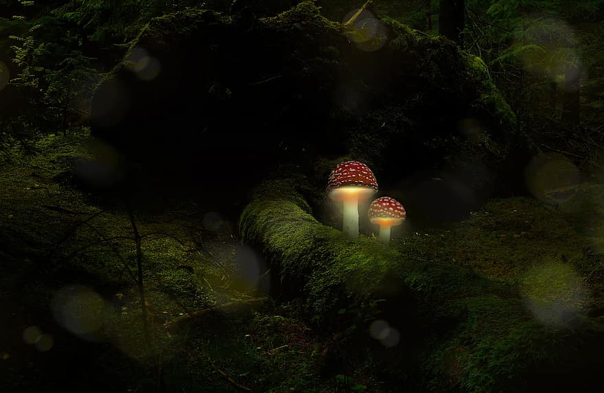 грибы, мухомор, вечер, мох, лес, светящийся, осень, сказка, атмосфера, ночь, боке