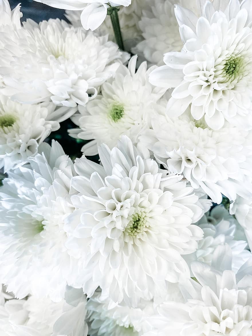 chrysanthème, fleurs, fleurs blanches, pétales, pétales blancs, Floraison, fleur