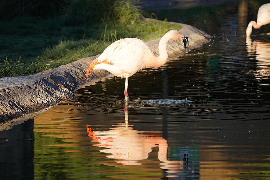 фламинго, езерце, дивата природа, птица, природа, зоологическа градина
