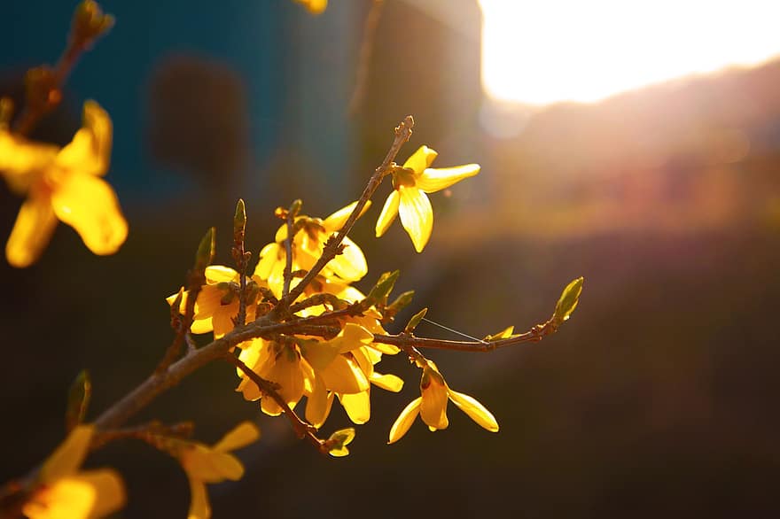 forsythia, primavera, naturaleza, floración, flor, botánica, planta, amarillo, hoja, de cerca, árbol