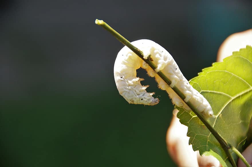 Silkworm, Mulberry, Silk, Insect, Worm, Stage, White, Eating