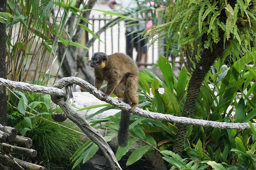 inel de coada-lemur, inel cu coada inelului, Lemur Madagascar