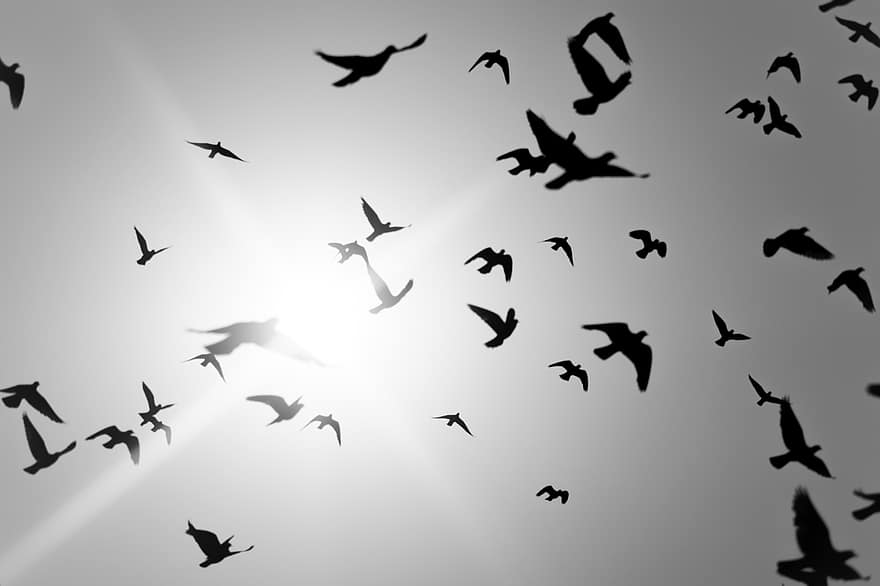 птици, стадо, летящи птици, небе, слънце, слънчева светлина