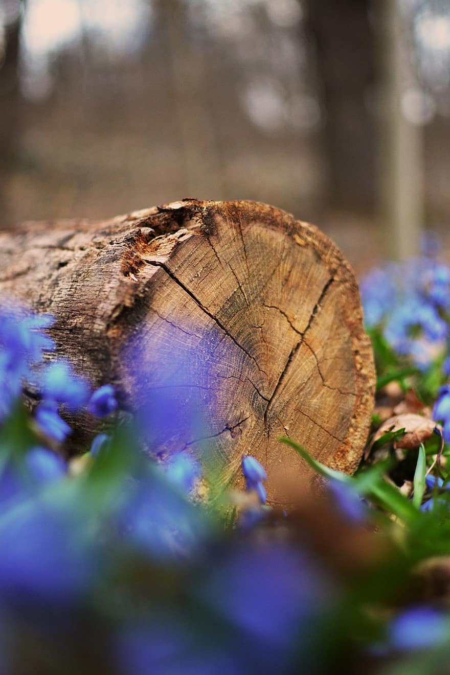 Log, Holz, Blumen, sibirische Squill, blaue blumen, blühen, Baum, Natur, Frühling, Wald, Nahansicht