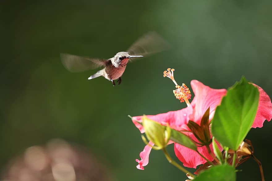 colibrí, hibisco, polinización, flor, flor rosa, jardín, patio interior