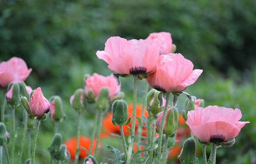bunga poppy, bunga-bunga merah muda, bunga poppy merah muda, bunga, alam, flora, musim semi, taman, musim panas, menanam, kepala bunga