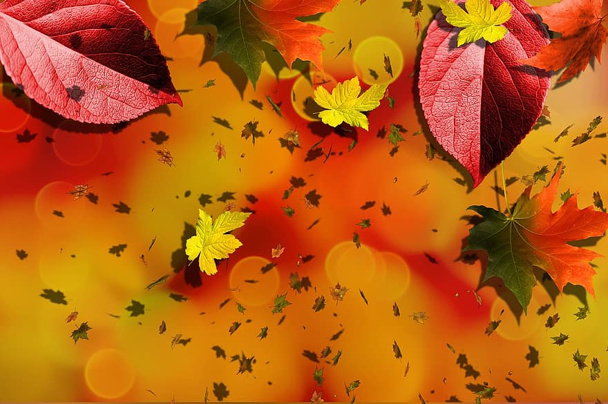 есен, падане, заден план, жълт, оранжев, октомври, природа, червен, сезон, цветен, листо