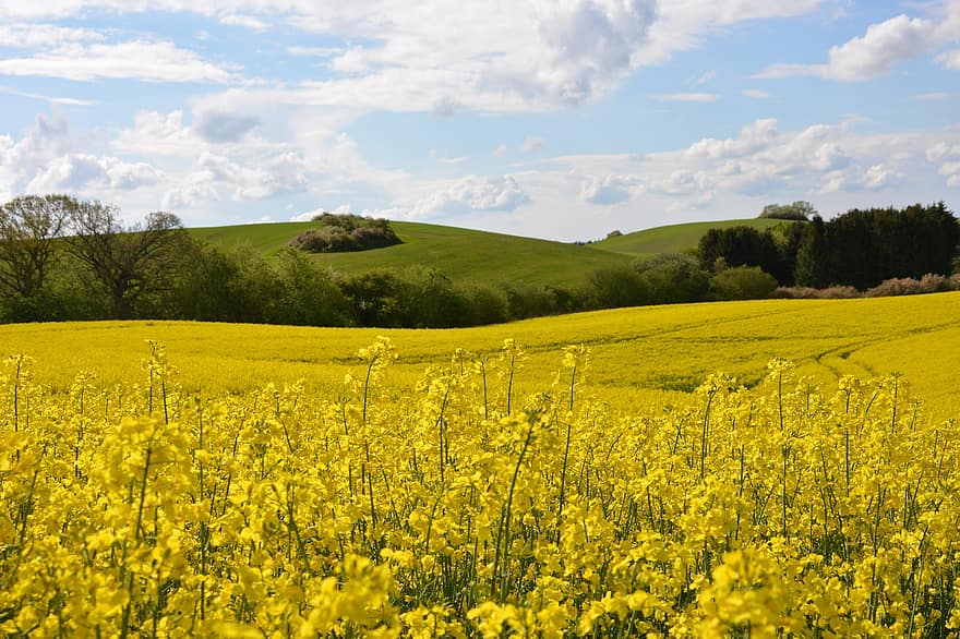 Rapeseed, Flowers, Field, Agriculture, Farm, Farming, Cultivation, Nature, Landscape, Rural, Countryside