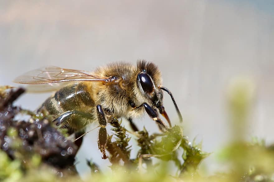 inseto, abelha, entomologia, espécies, macro, flores, fechar-se, polinização, querida, pólen, verão