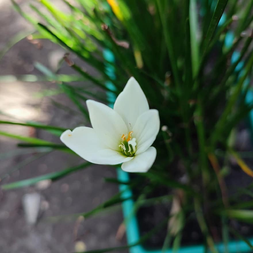 Лили, белая лилия, белый цветок, цветок, сад, Индонезия, растение в горшке, завод, крупный план, летом, зеленого цвета