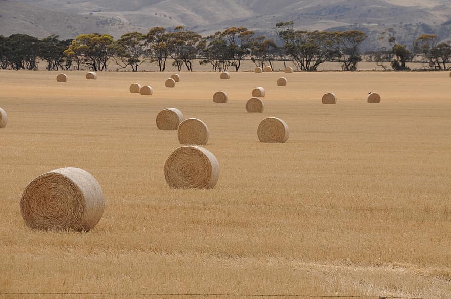 Hay, Field, Agriculture, Bale, Paddock, Nature, Harvest, Straw, Farming, Rural, Countryside