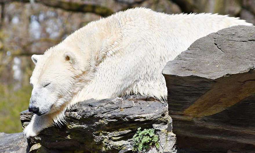 medvěd, ledový medvěd, lední medvěd, dravec, zoo, divoký, unavený, zvířata ve volné přírodě, arktický, srst, sníh