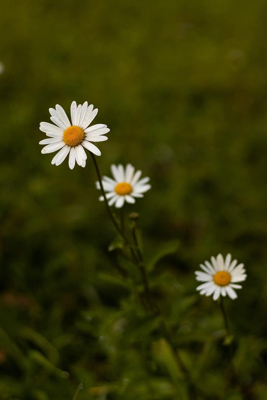 daisies, white flowers, wildflowers, flower, summer, daisy, plant, green color, springtime, close-up, meadow