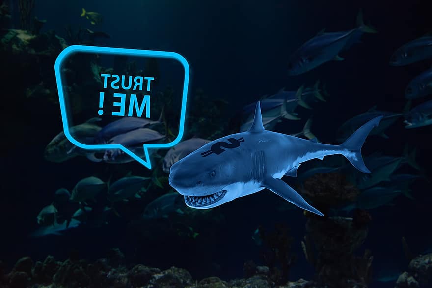 Shark, Dollar, Trust Me, Message, underwater, fish, blue, danger, scuba diving, water, reef