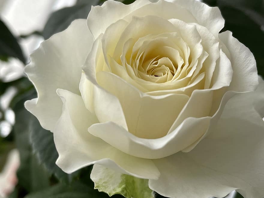 mawar, mawar putih, bunga, mawar mekar, kelopak, kelopak mawar, berkembang, mekar, flora, merapatkan, daun bunga