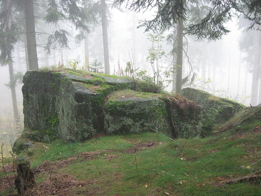 Forest, Rock, Tree, Nature, View, Landscape, Turbot, Poland, Green, Rocks, Grass