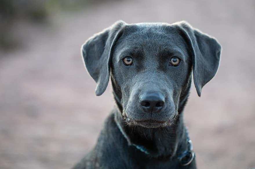 perro, Labrador, mascota, canino, linda