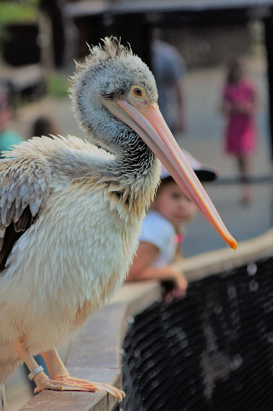 pelikan, Grå pelikan, fugl, regning, natur, dyr, fjerdragt, fjer, tæt på, vild, vinge