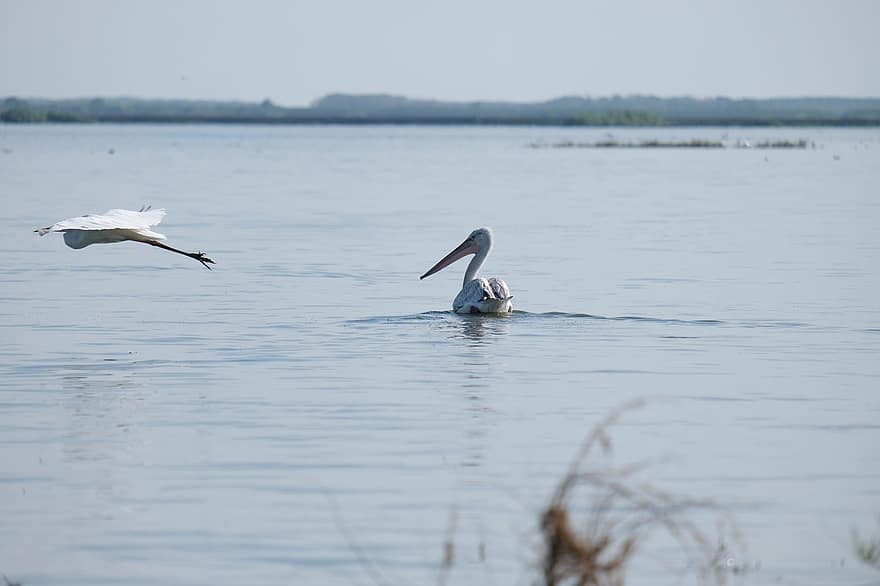 Dalmatian Pelican, Pelicans, Birds, Lake, Pond, Rocks, Birdwatching, Conservation, Danube Delta, Ecology, Mahmudia