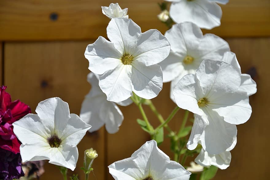 petunier, blomster, Hvide petuniaer, hvide blomster, kronblade, hvide kronblade, flor, blomstre, flora