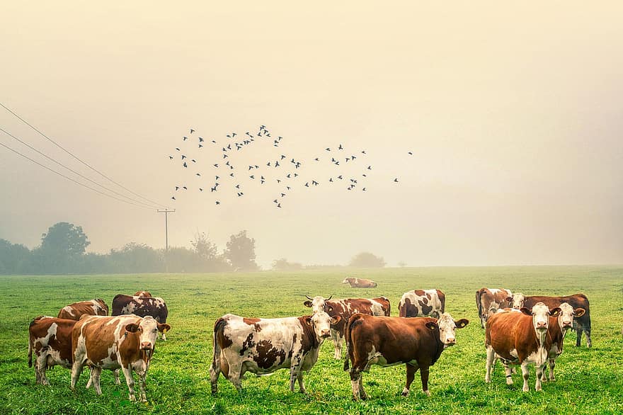 mucche, uccelli, pascolo, gregge, nebbia, mattina, cielo, prato, animali, bestiame, natura