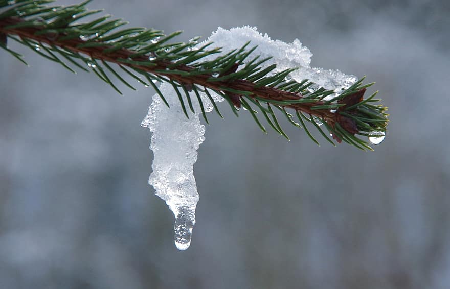 pohon cemara, salju, Es, mencair, musim dingin, pencairan, jarum, jarum pinus, embun beku, dingin, alam