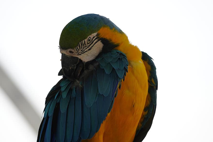 papegøje, fugl, dyreliv, dyr, fugle af papegøjefamilien, ornitologi, fjer, multi farvet, næb, blå, ara