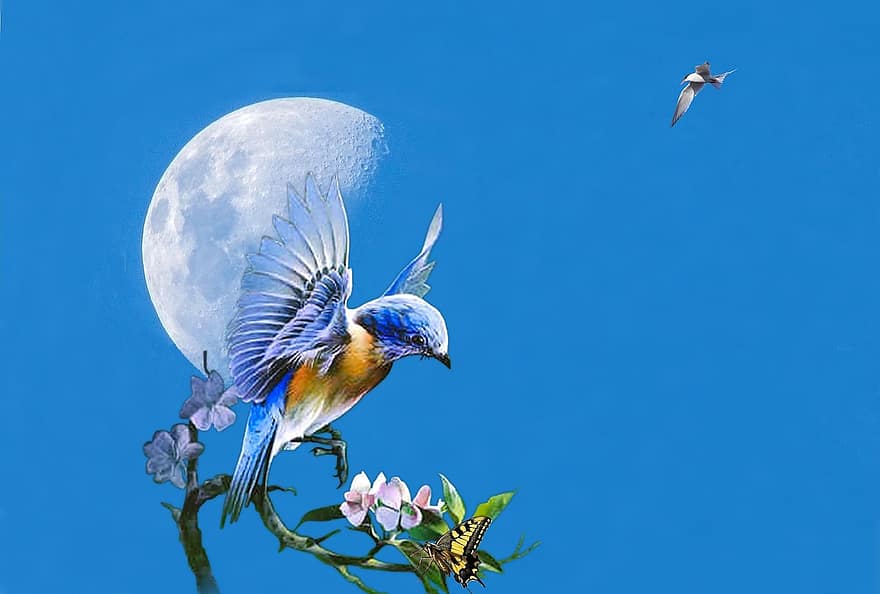 colibri, pasărea Colibri, lună, păsări, pescăruş de mare, cer, cer albastru, albastru, zi, flori, floare