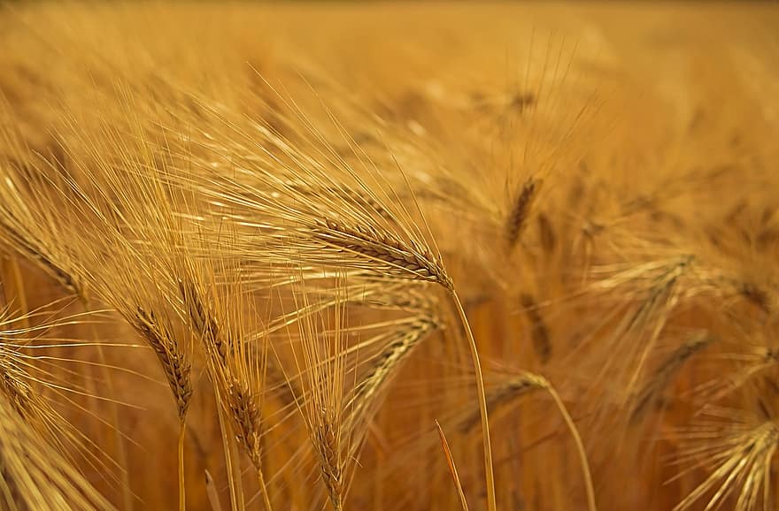 Barley, Cereals, Spike, Awns, Grain, Wheat, Wheat Field, Barley Field, Crop, Plants, Agriculture