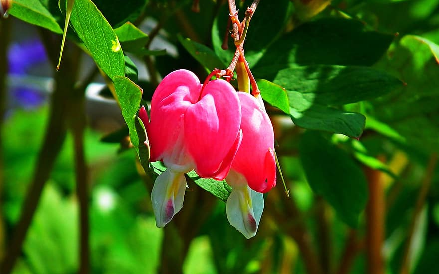 cor de sagnat asiàtic, cor sagnant, flors, flors de color rosa, jardí, naturalesa, full, planta, primer pla, flor, estiu