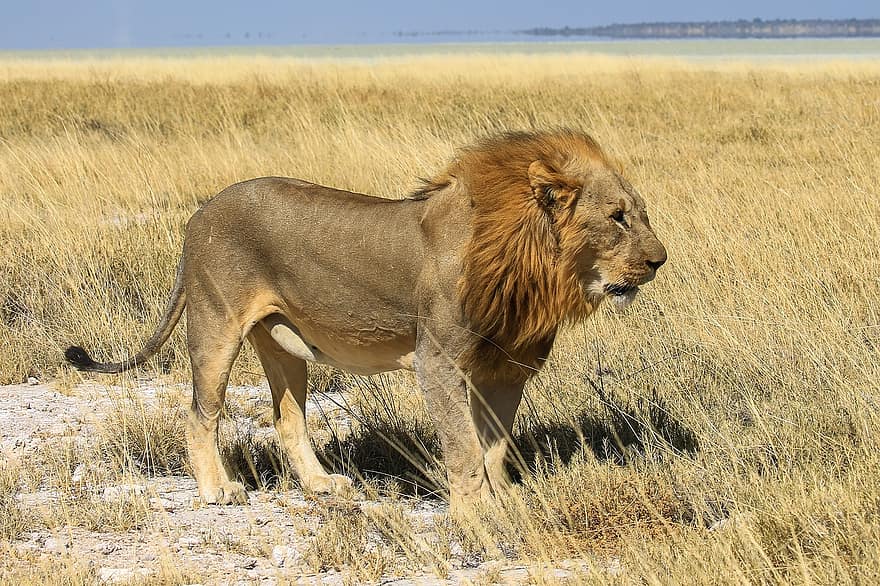 лев, животное, луг, млекопитающее, большой кот, дикое животное, живая природа, фауна, пустыня, природа, Этоша национальный парк