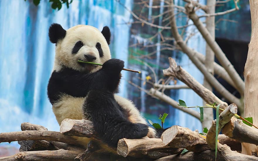 panda, gyvūnas, žinduolių, rūšis, turėti, bambuko