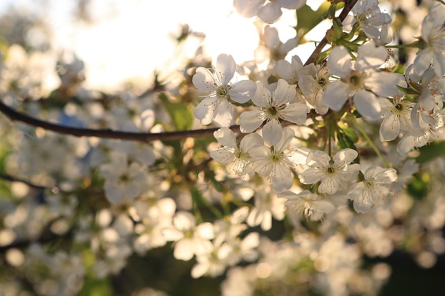 sakura, blommor, körsbärsblommor, vita kronblad, kronblad, blomma, flora, vårblommor, natur, springtime, närbild