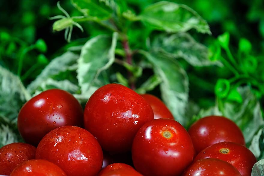 cà chua, rau, món ăn, tươi, khỏe mạnh, hữu cơ, chín muồi, dinh dưỡng, vitamin