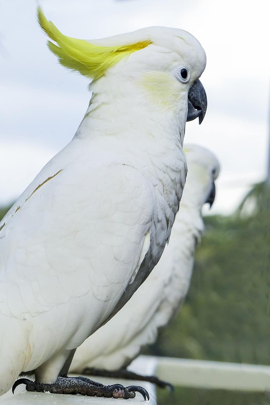 Cockatoos, Parrots, Birds, White Birds, Feathers, White Feathers, Plumage, Australia, Animals, Animal World, Wildlife