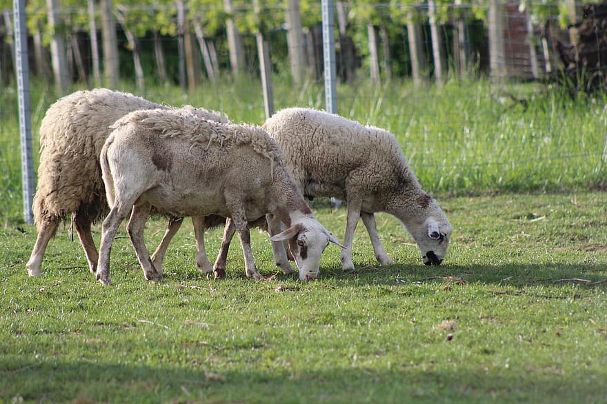 avių, vilna, gyvulius, žolė, ūkis, lauke, gyvūnas, slovenia